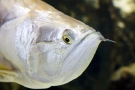 Arowana: Head