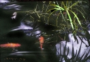 Goldfish Dark water
