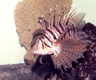 Lionfish