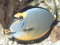 Nasso Tang