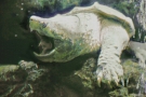 Alligator Snapper