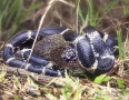 Eastern King Eating