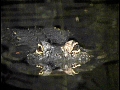 Nighttime Gator