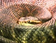 Water Moccasin