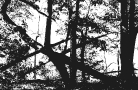 Joy's Trees