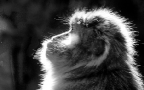 Macac back-lit