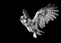 Owl Night Flyer #1