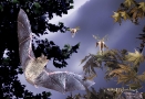 bat-horseflies