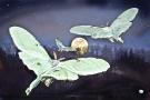 Lunas to the Moon