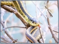 Pixie & Serpent