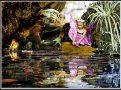 Pixie & Toad