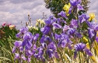 Blue Iris