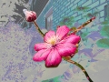 Clematis