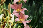 Pink Daylilies