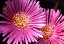 Purple Art