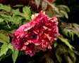 Double Peony
