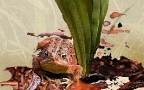 Indian Slipper Toad