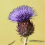 Israeli Thistle