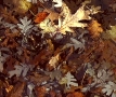 Leaves on Water