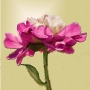 Peony