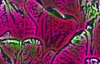 Peony Abstract