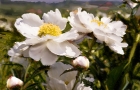Peonies Mountains
