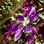 Purple Cemetis