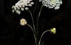 Queen Anne's Lace