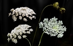 Queen Anne's Lace