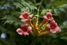 Red Trumpet Flower