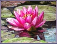 Red Water Lilly 