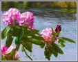 Rododendron at Mt. Lake