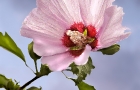 Rose of  Sharron