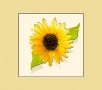 Sunflower #4