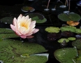 Water Lilly & Pads