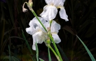 White Iris