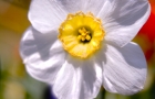 Narcissis