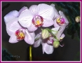 White Orchid