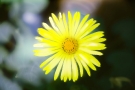 Yellow Daisy