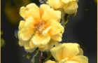Yellow Rose of Texas
