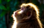 Backlit Macack
