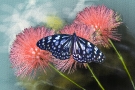 Black & White Butterfly