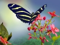 Black Yellow-butterfly