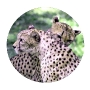 Cheetahs Love Bite