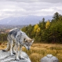 Lone Wolf