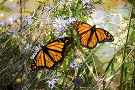 Two Monarch Butterflies