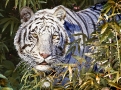 White Tiger #3