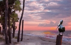 Edisto First Light Pelican