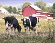 Cows red-barn
