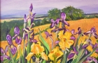 Iris in Shenandoah